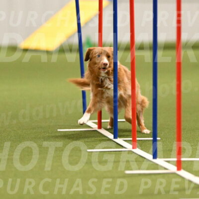 Basil-Cindy-Fink-02166