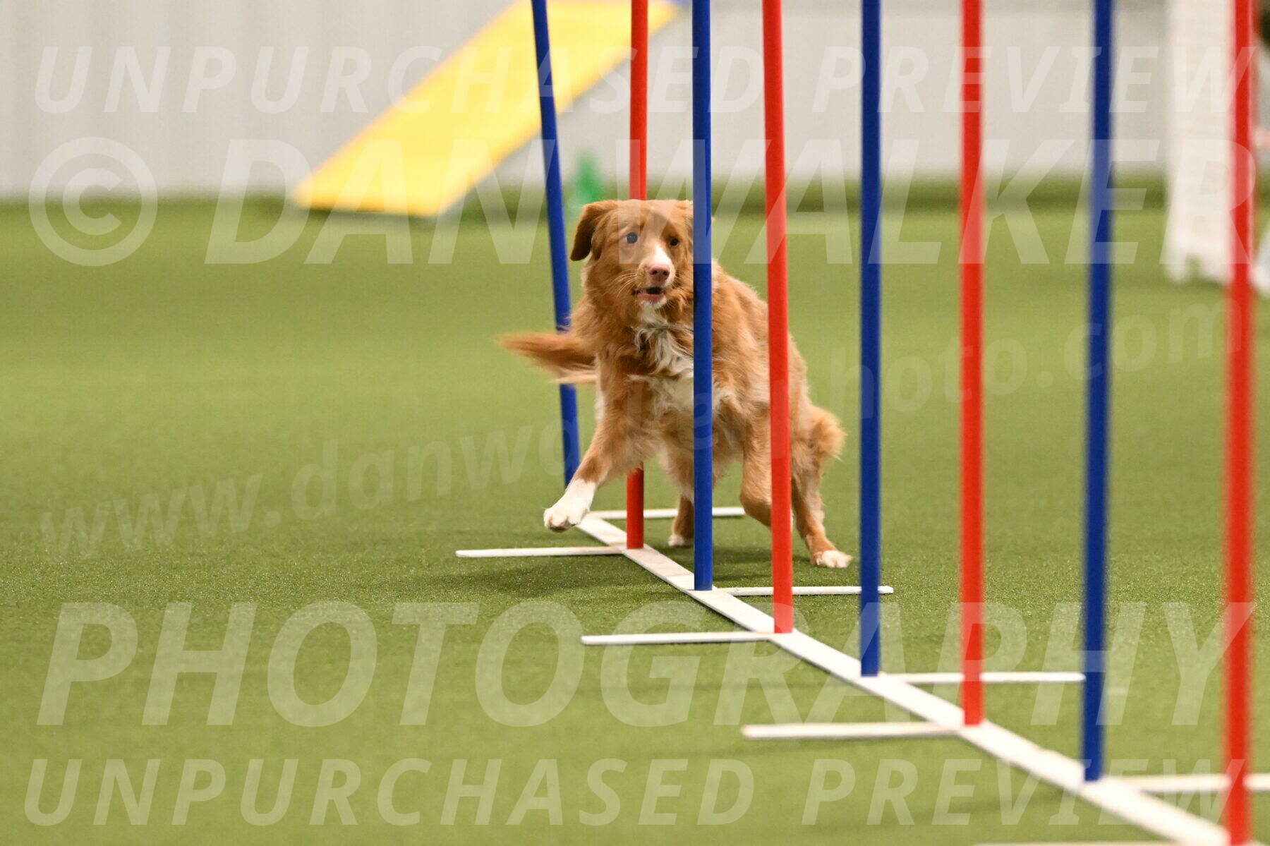 Basil-Cindy-Fink-02166