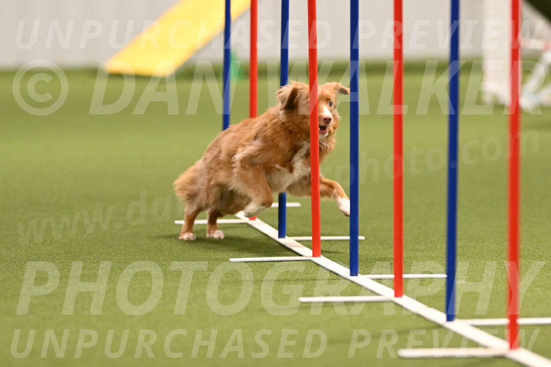 Basil-Cindy-Fink-02167