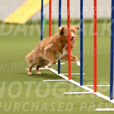 Basil-Cindy-Fink-02167