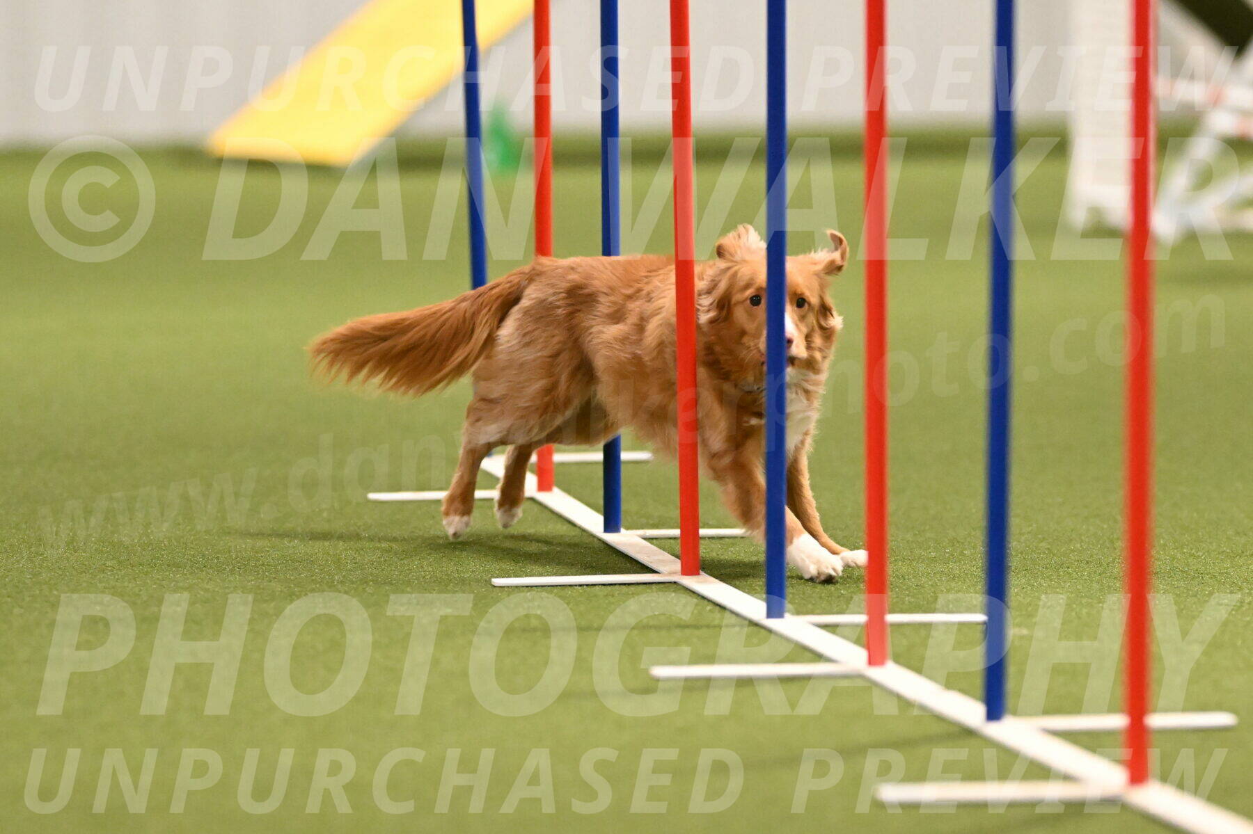 Basil-Cindy-Fink-02168