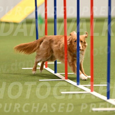 Basil-Cindy-Fink-02168