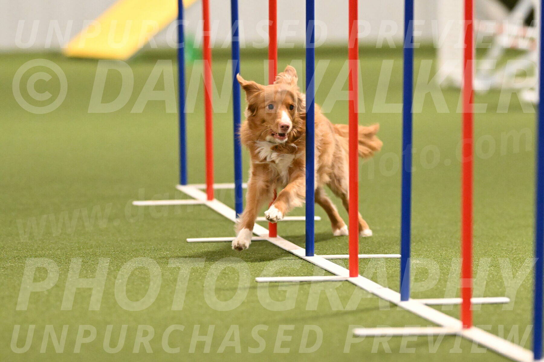 Basil-Cindy-Fink-02169