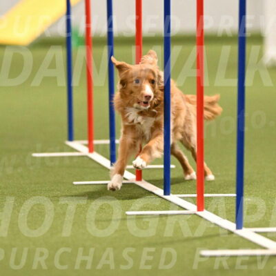 Basil-Cindy-Fink-02169