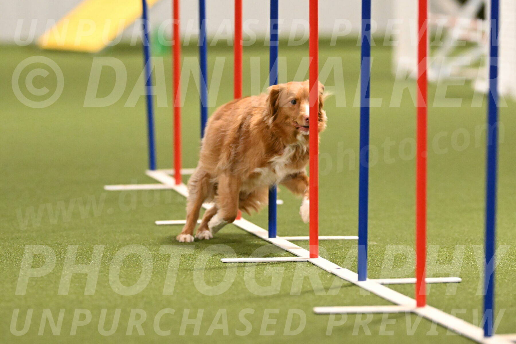 Basil-Cindy-Fink-02170