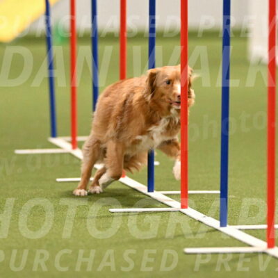 Basil-Cindy-Fink-02170