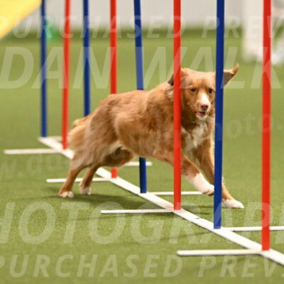 Basil-Cindy-Fink-02171