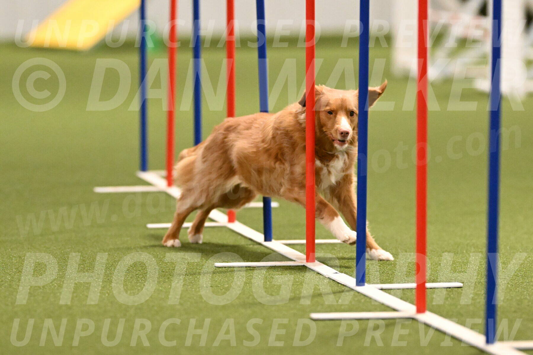 Basil-Cindy-Fink-02171