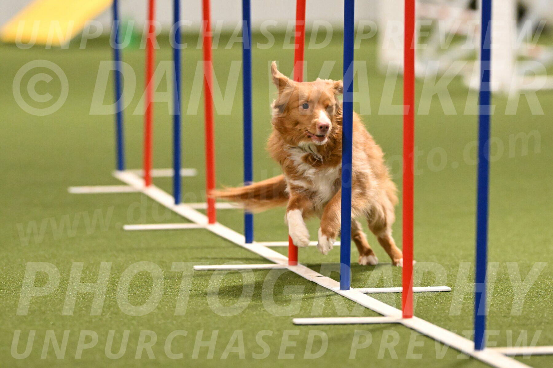 Basil-Cindy-Fink-02172