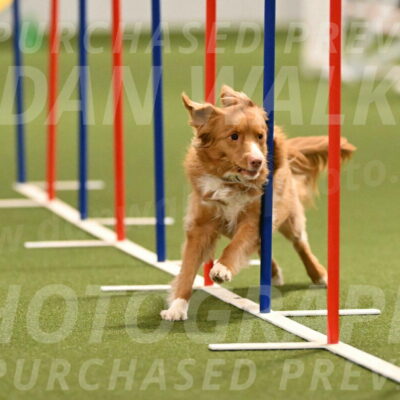 Basil-Cindy-Fink-02173