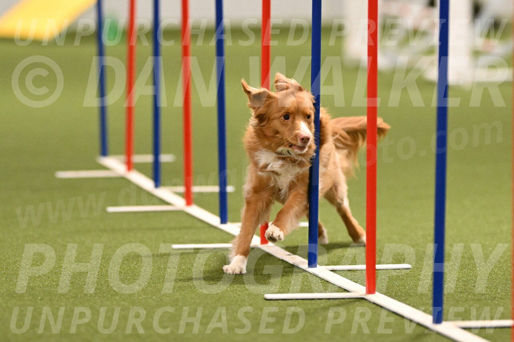 Basil-Cindy-Fink-02173