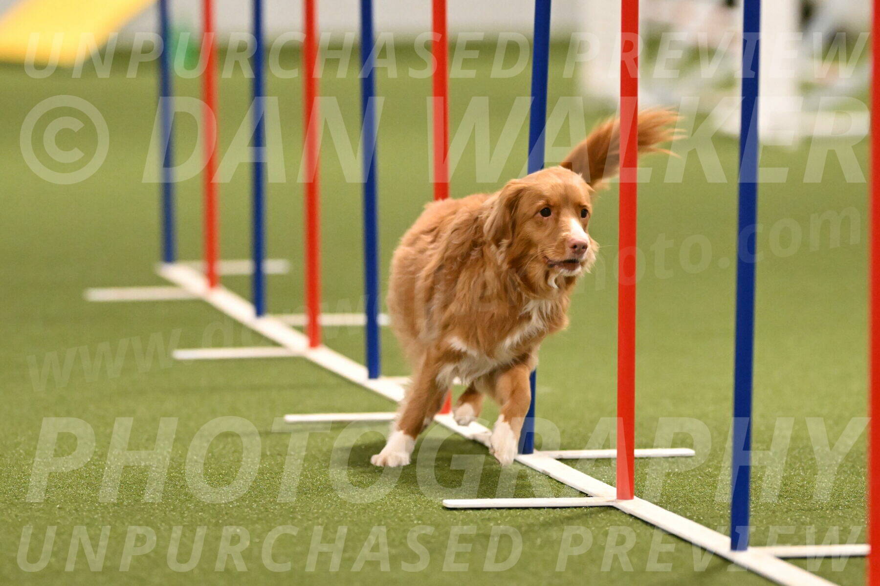 Basil-Cindy-Fink-02174