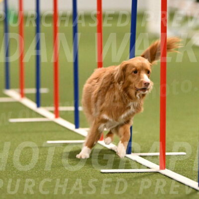 Basil-Cindy-Fink-02174