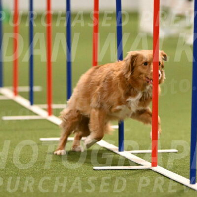 Basil-Cindy-Fink-02175