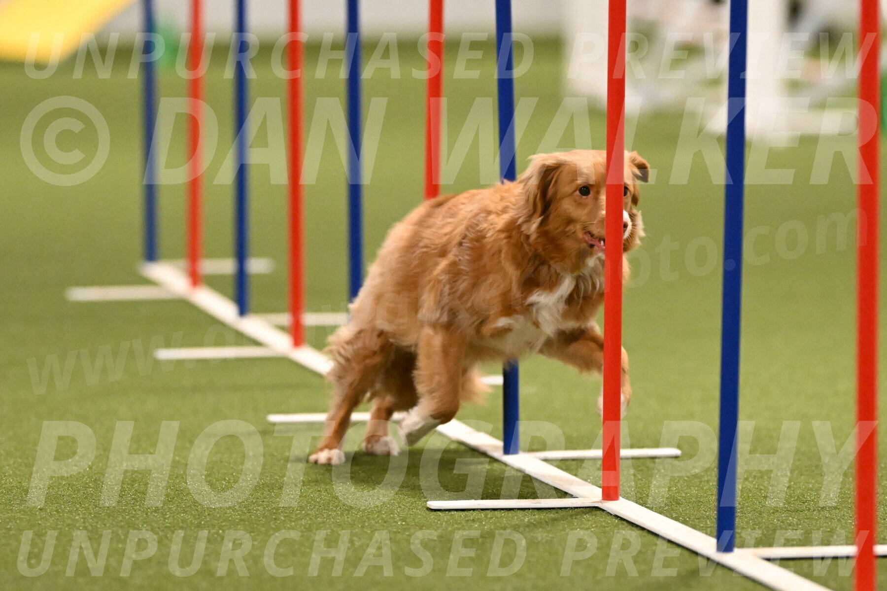 Basil-Cindy-Fink-02175