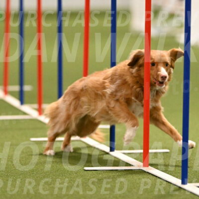 Basil-Cindy-Fink-02176