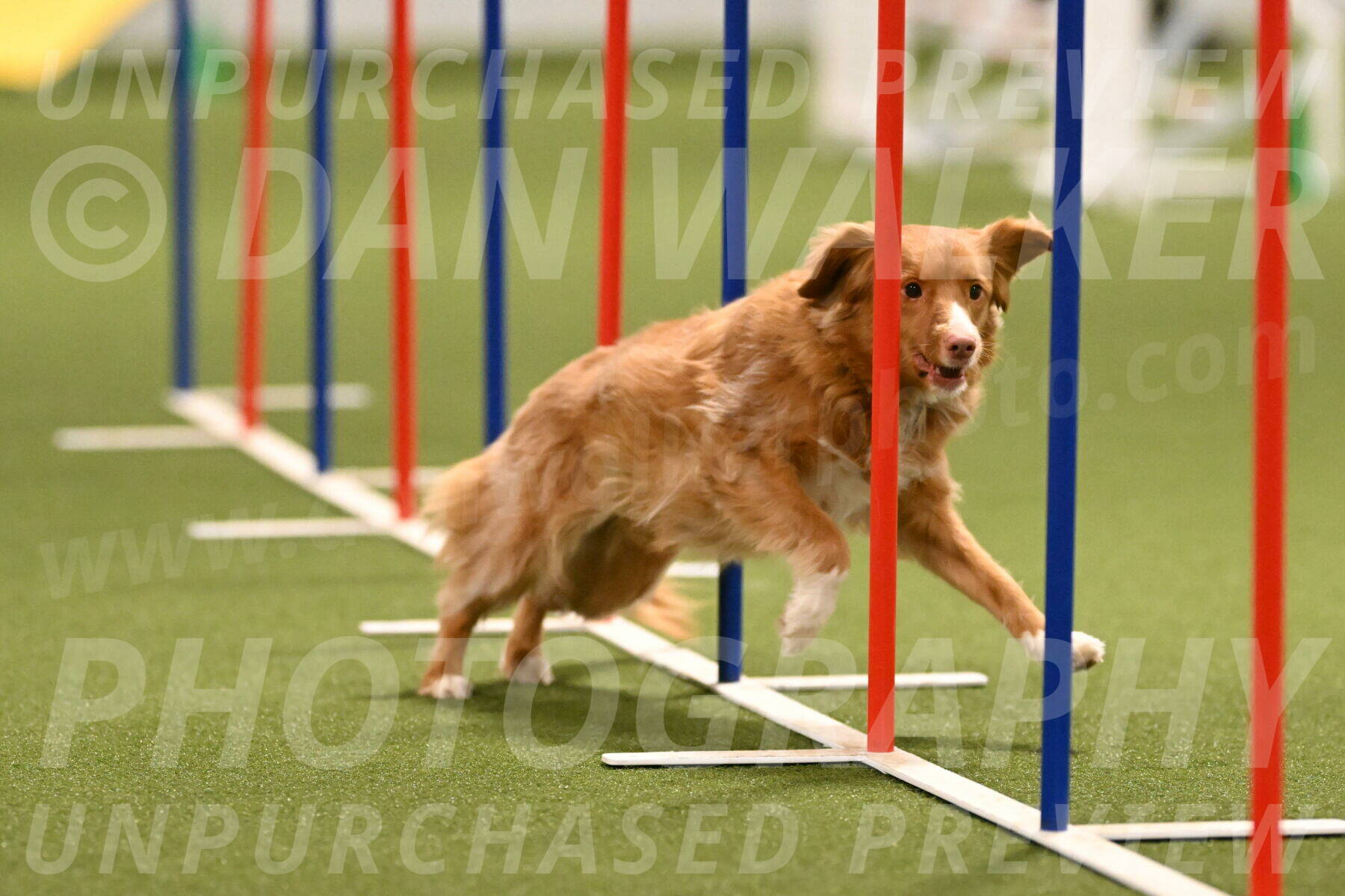 Basil-Cindy-Fink-02176