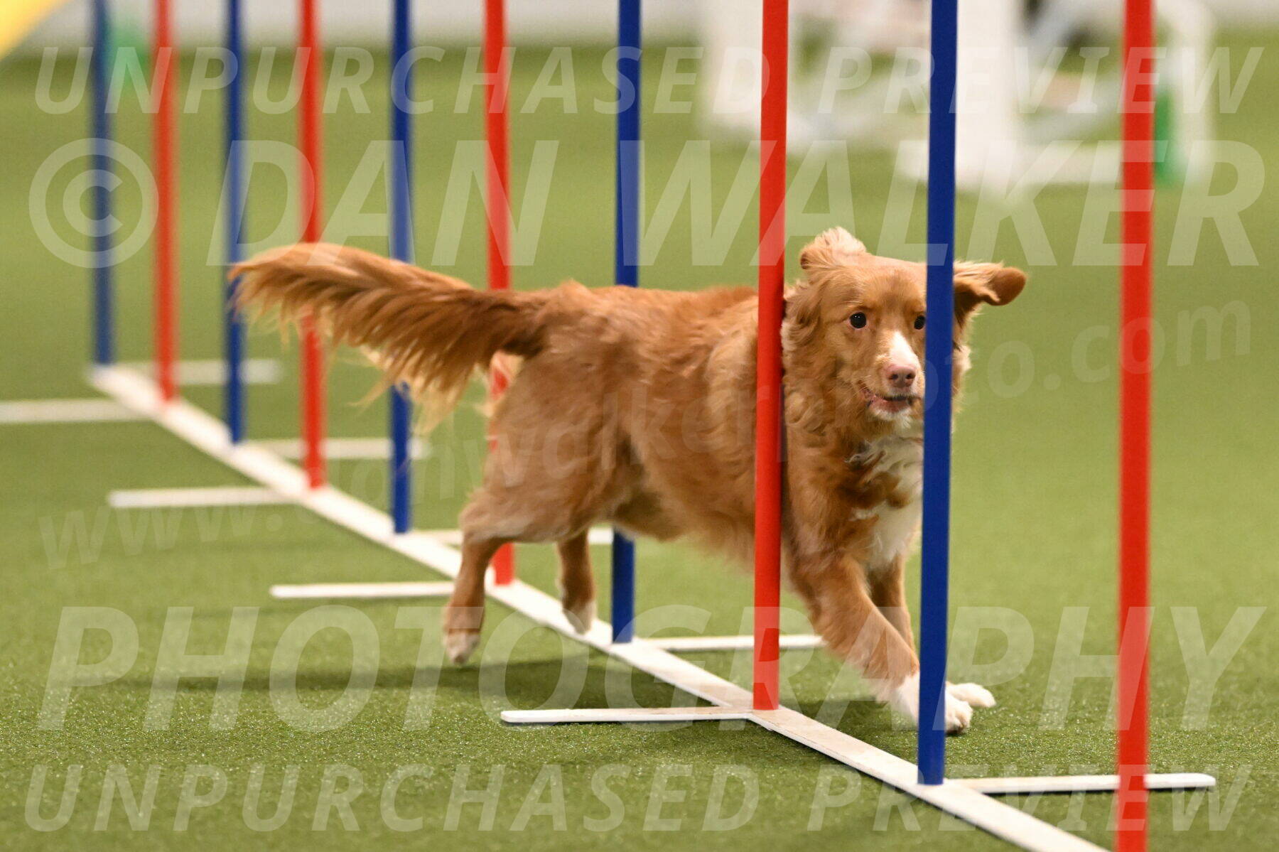 Basil-Cindy-Fink-02177