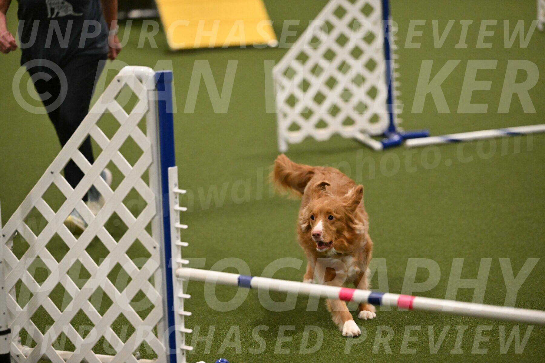 Basil-Cindy-Fink-02185