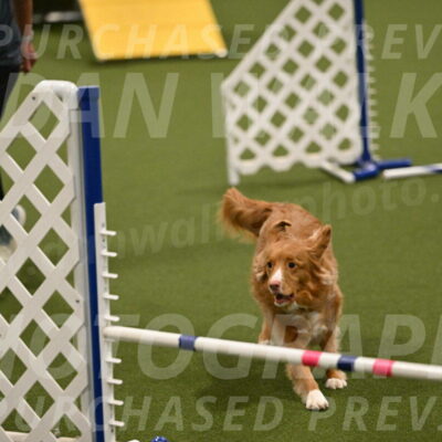 Basil-Cindy-Fink-02185