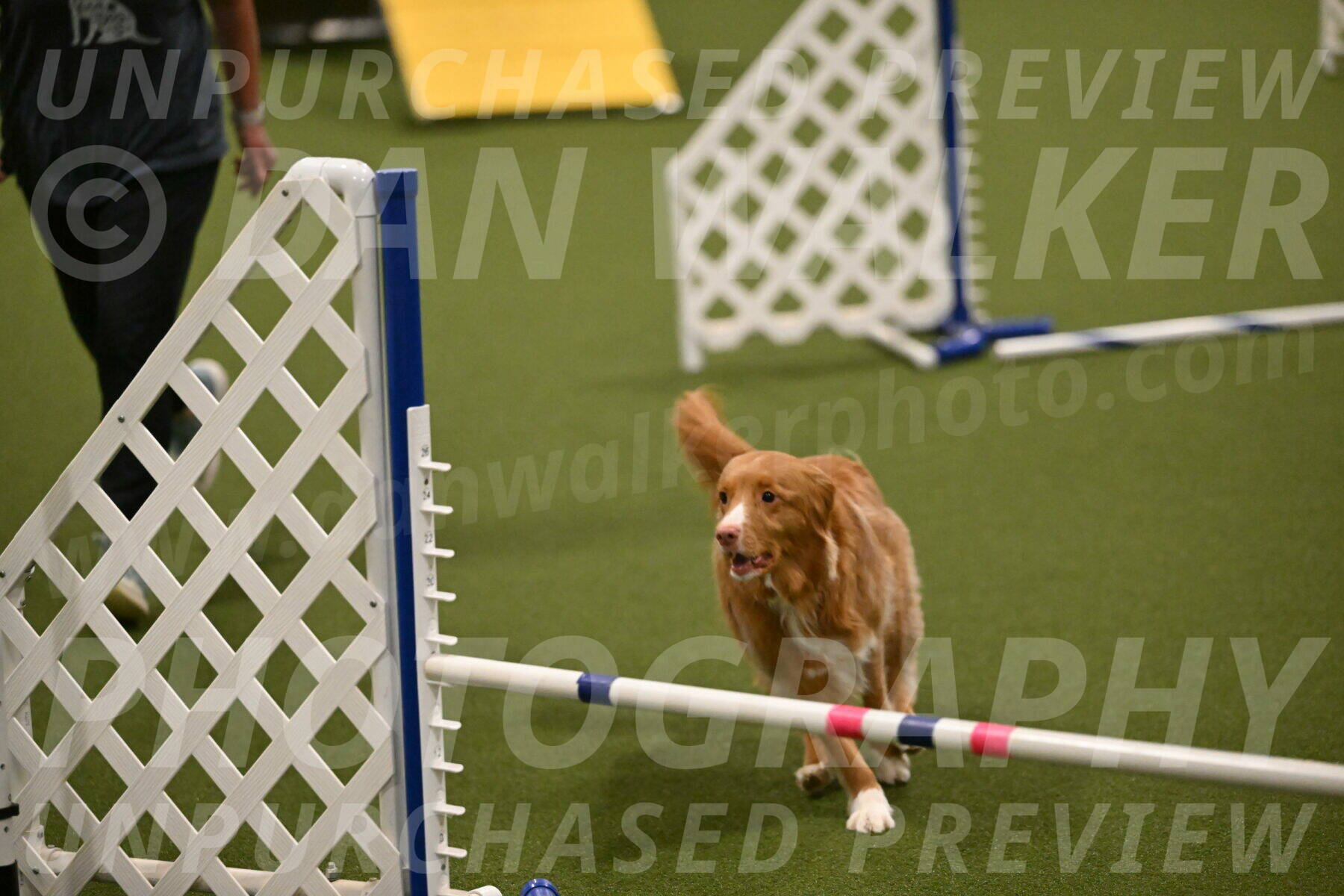 Basil-Cindy-Fink-02186