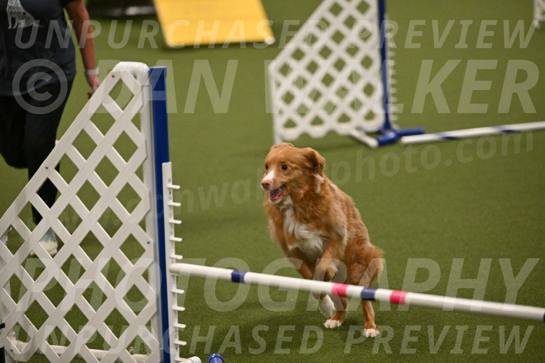 Basil-Cindy-Fink-02187