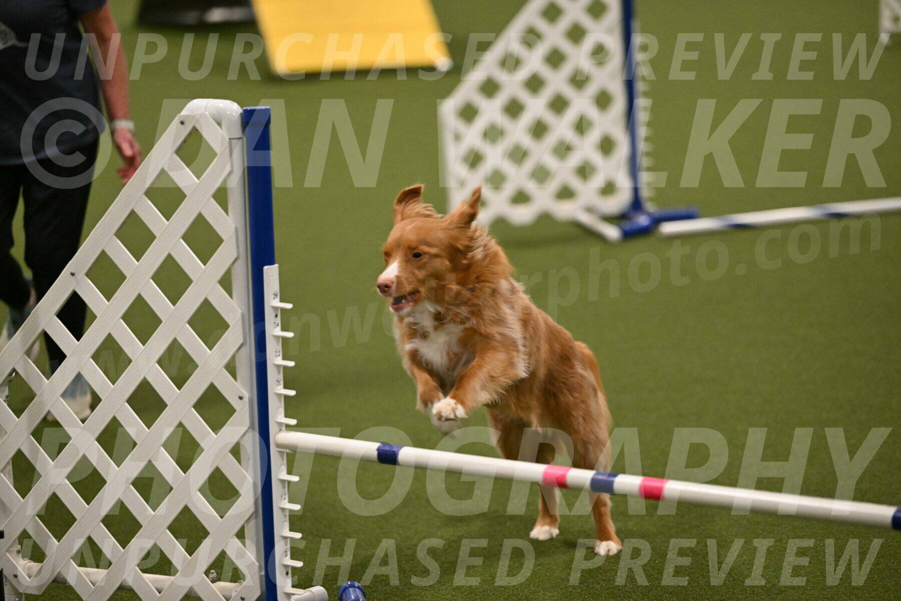 Basil-Cindy-Fink-02188