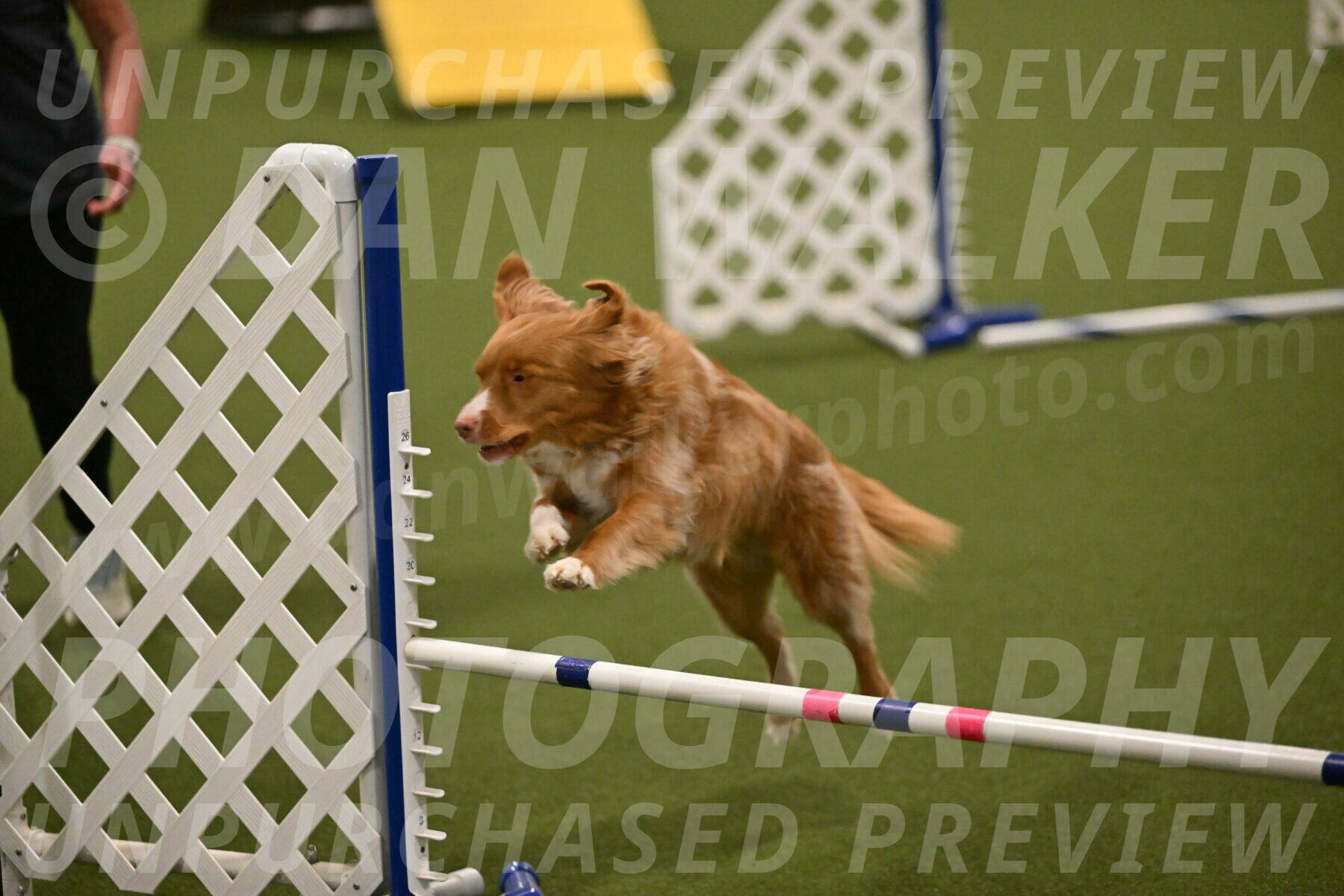 Basil-Cindy-Fink-02189