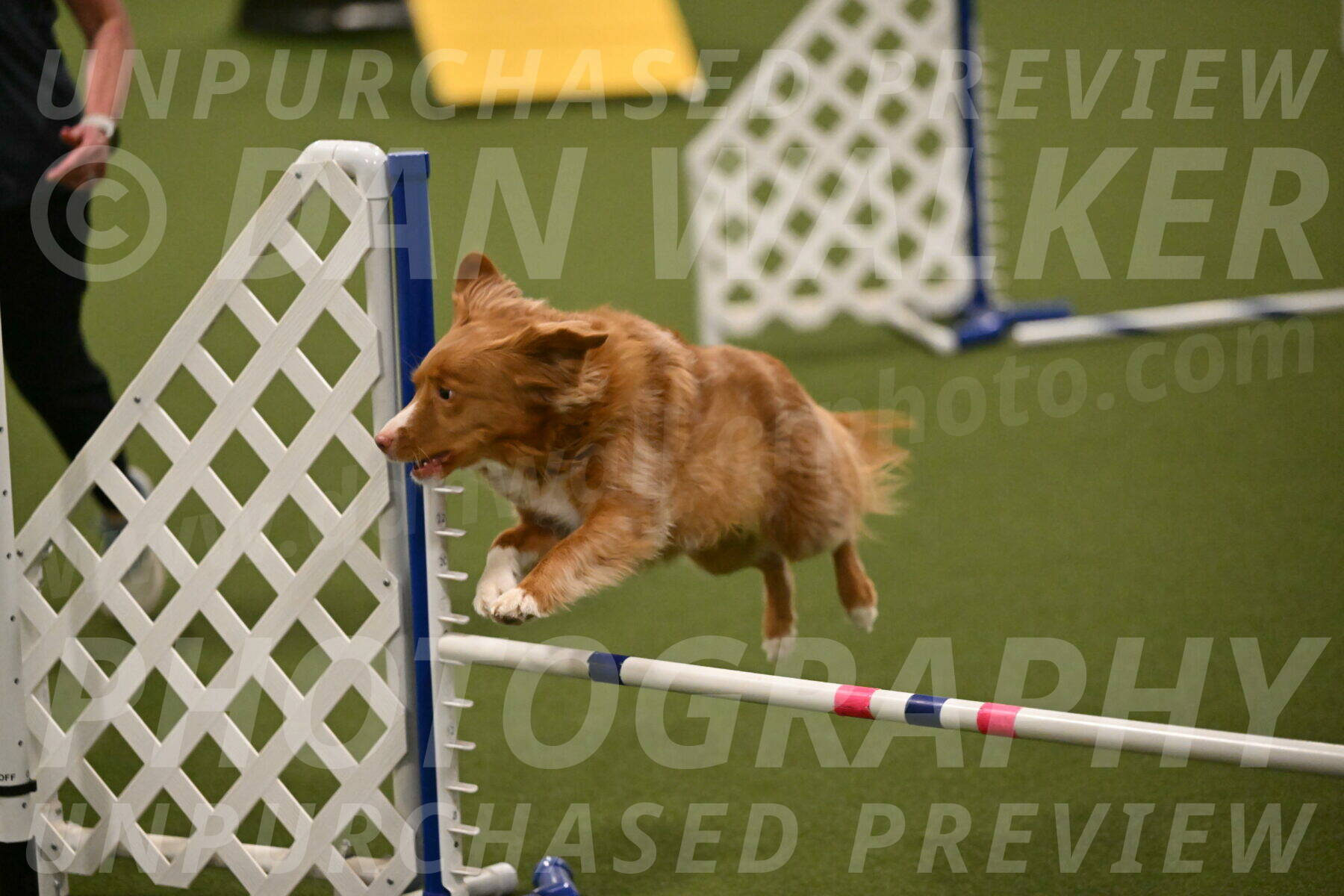 Basil-Cindy-Fink-02190