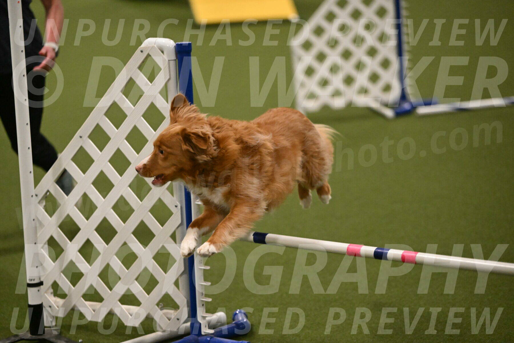 Basil-Cindy-Fink-02191