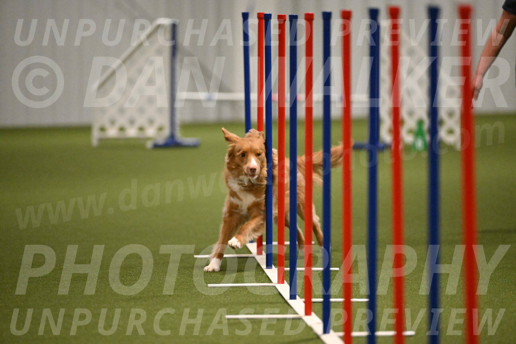 Basil-Cindy-Fink-02194