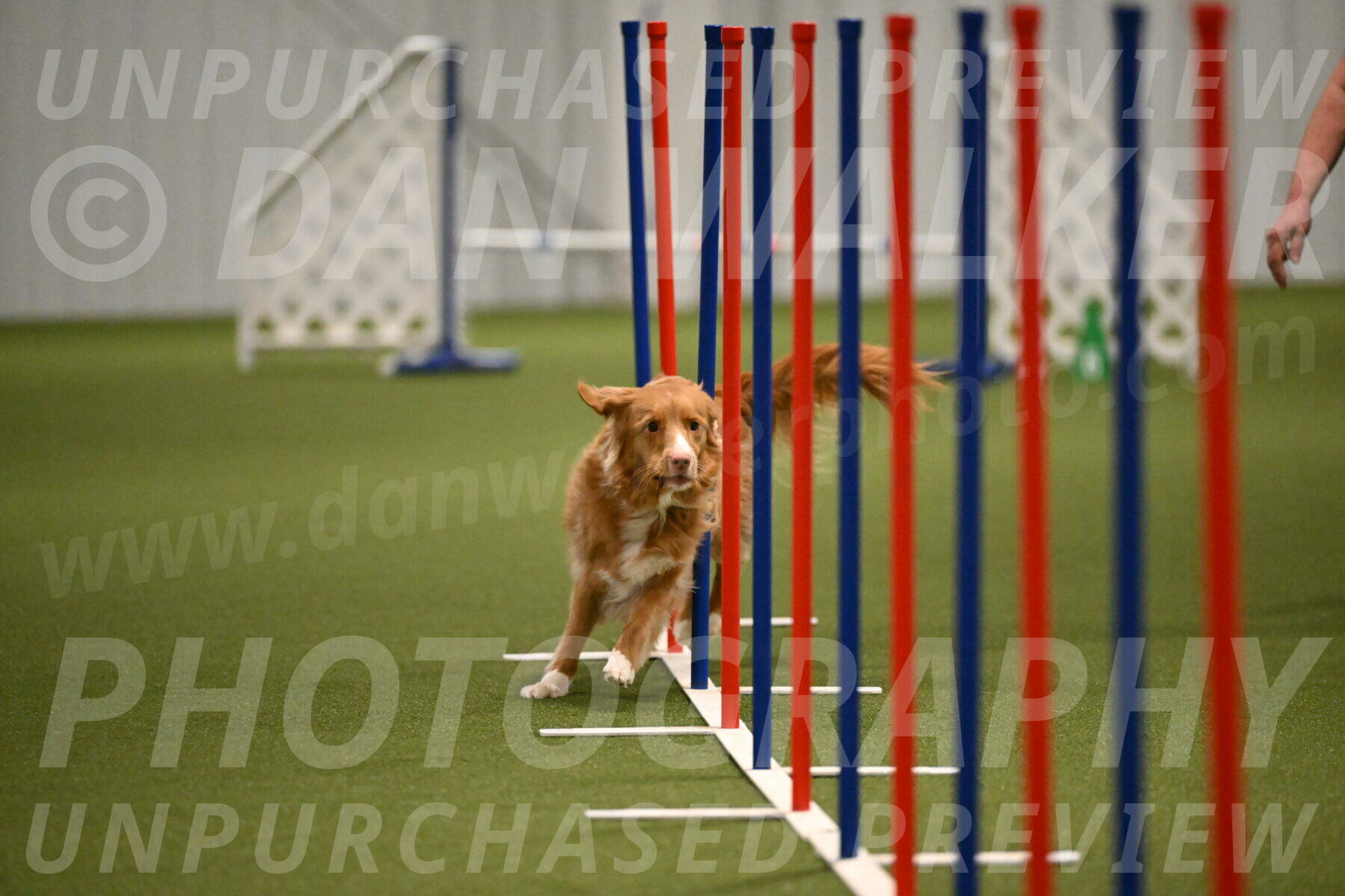 Basil-Cindy-Fink-02195