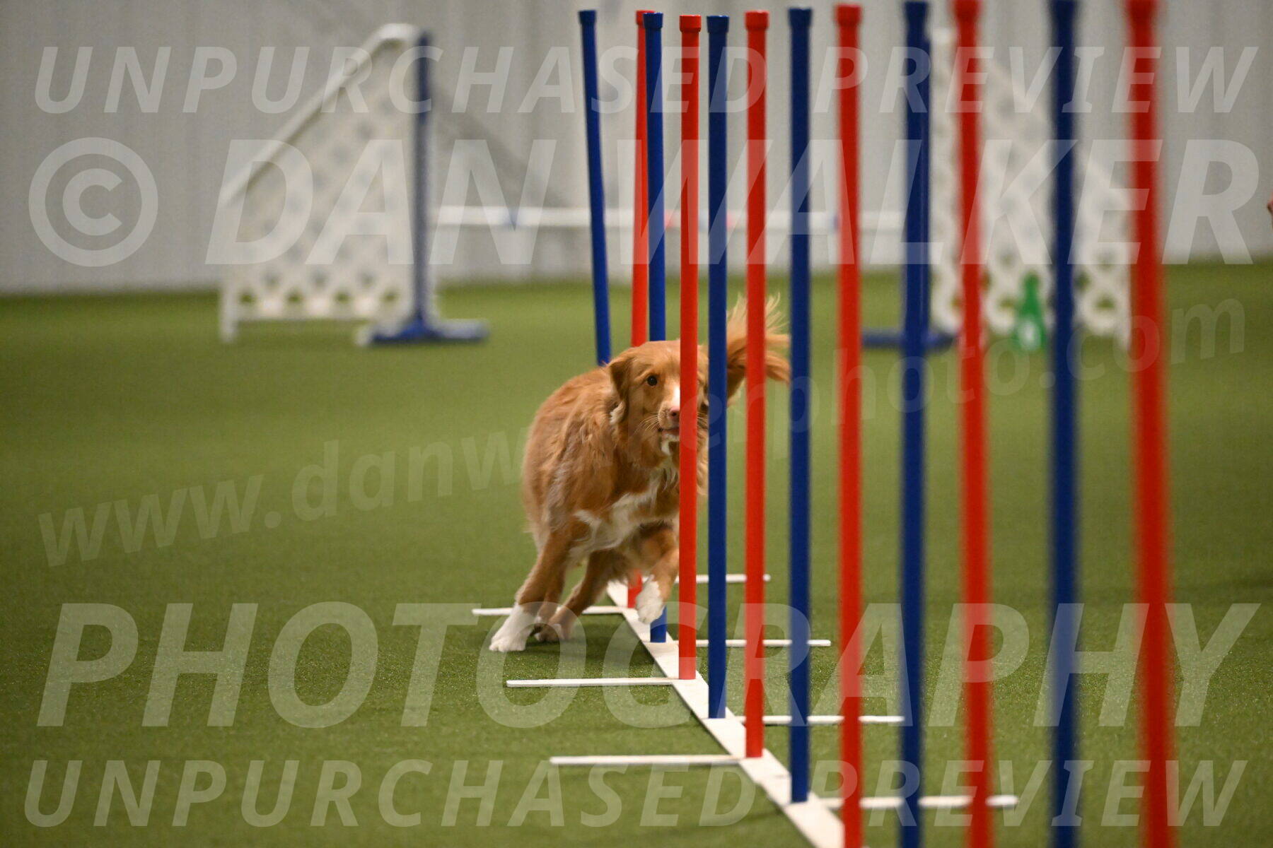 Basil-Cindy-Fink-02196