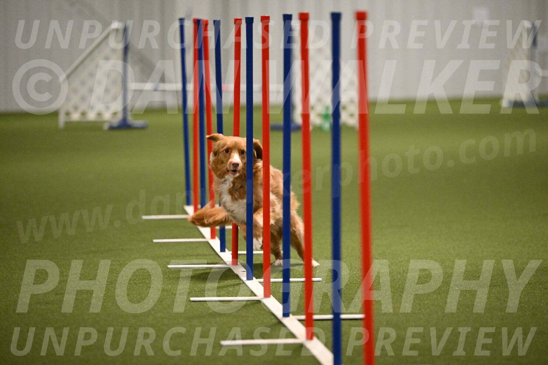 Basil-Cindy-Fink-02197