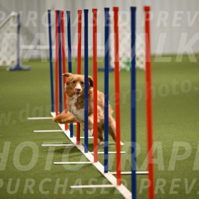 Basil-Cindy-Fink-02197