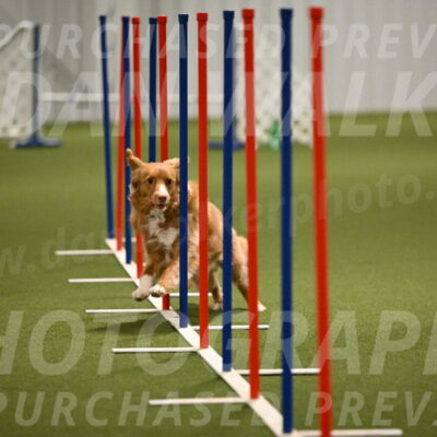 Basil-Cindy-Fink-02198