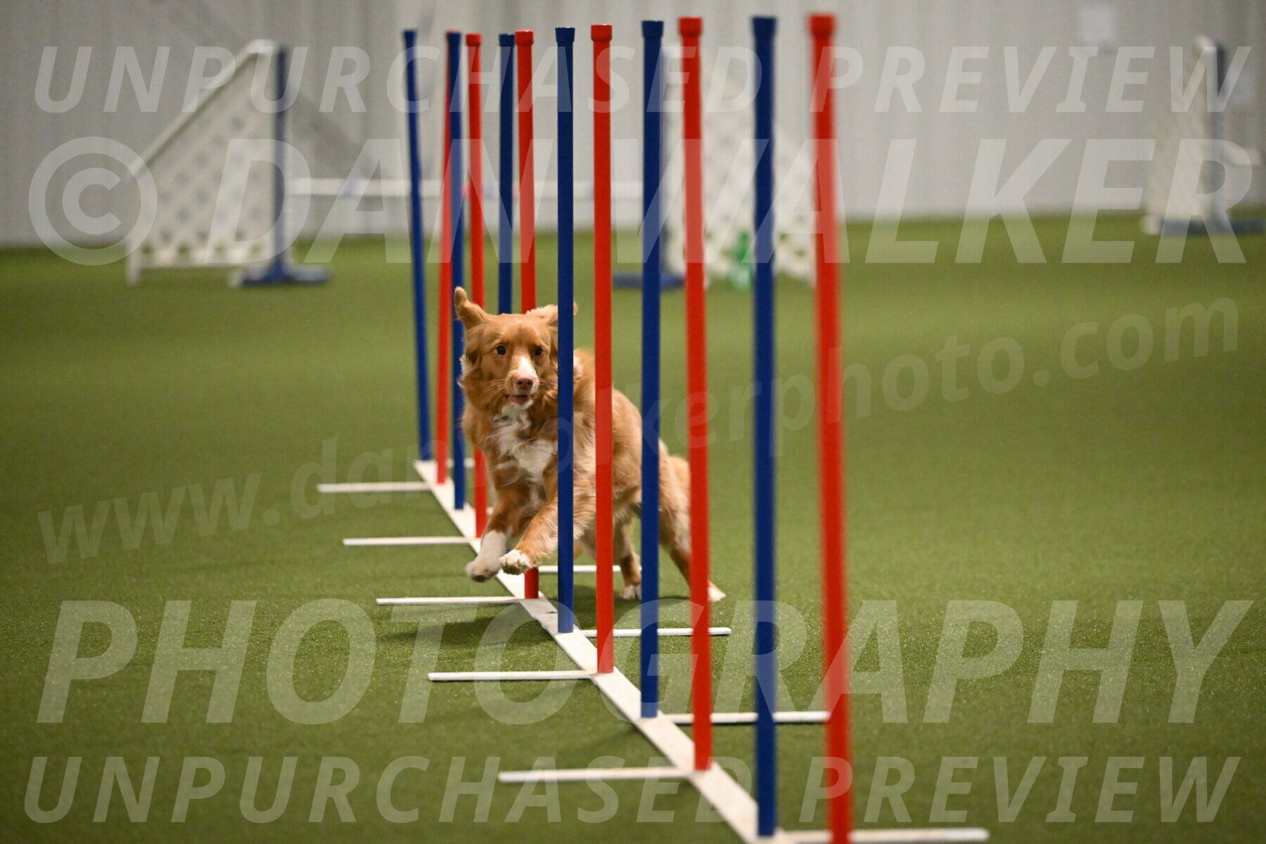 Basil-Cindy-Fink-02198