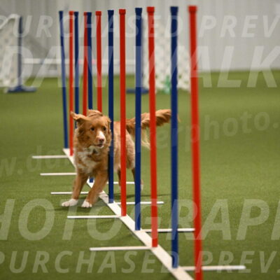 Basil-Cindy-Fink-02199