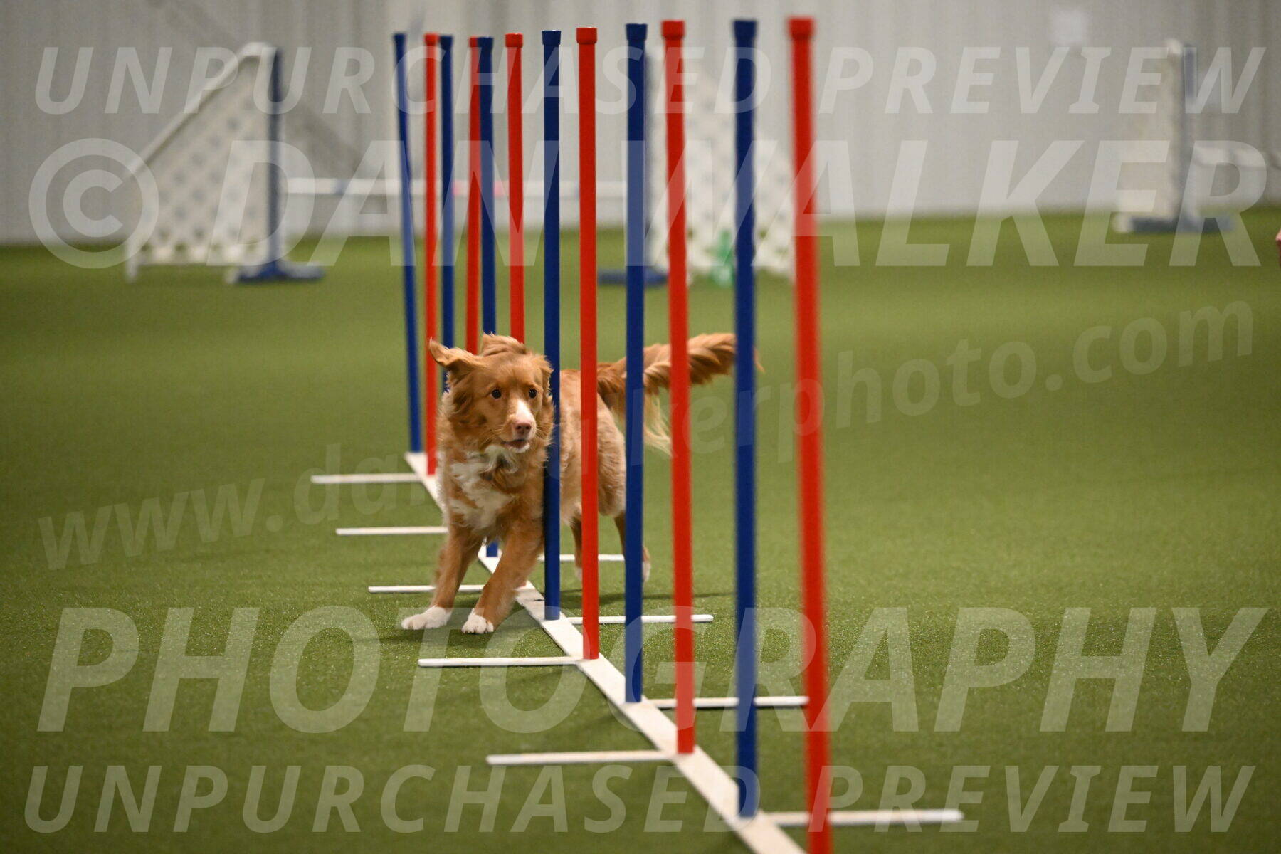 Basil-Cindy-Fink-02199