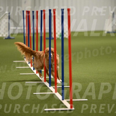 Basil-Cindy-Fink-02200