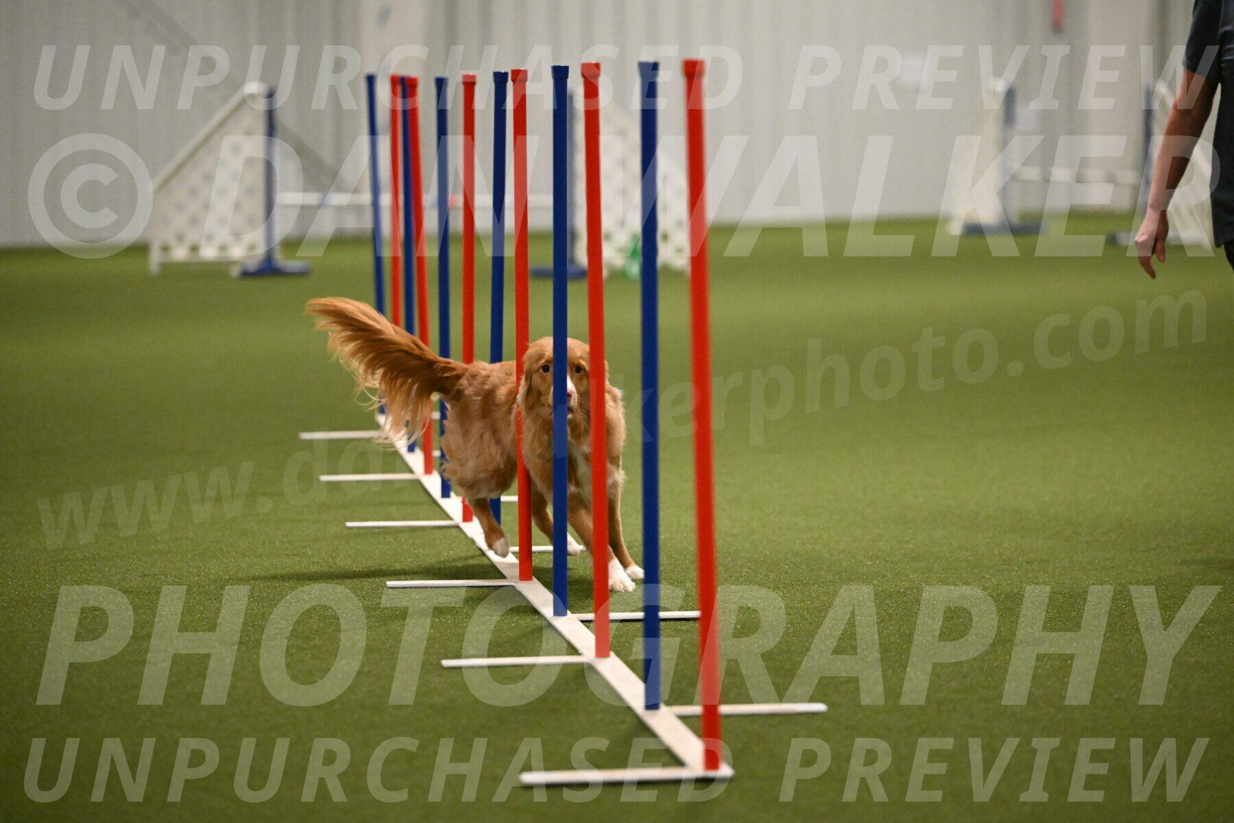 Basil-Cindy-Fink-02200