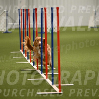 Basil-Cindy-Fink-02201