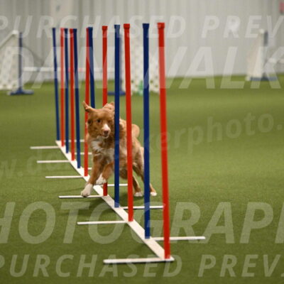 Basil-Cindy-Fink-02202