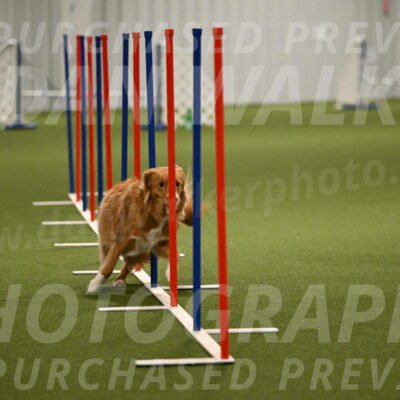 Basil-Cindy-Fink-02204