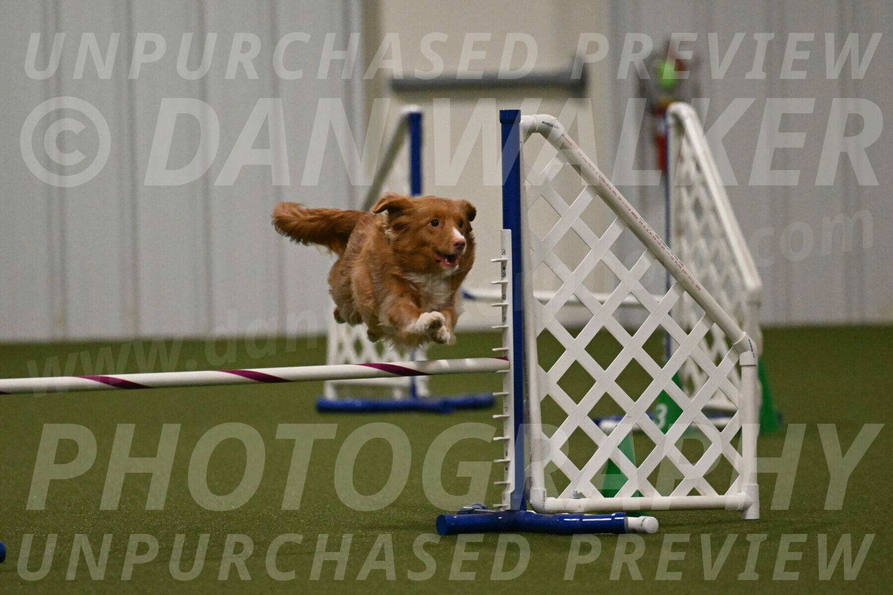 Basil-Cindy-Fink-02205