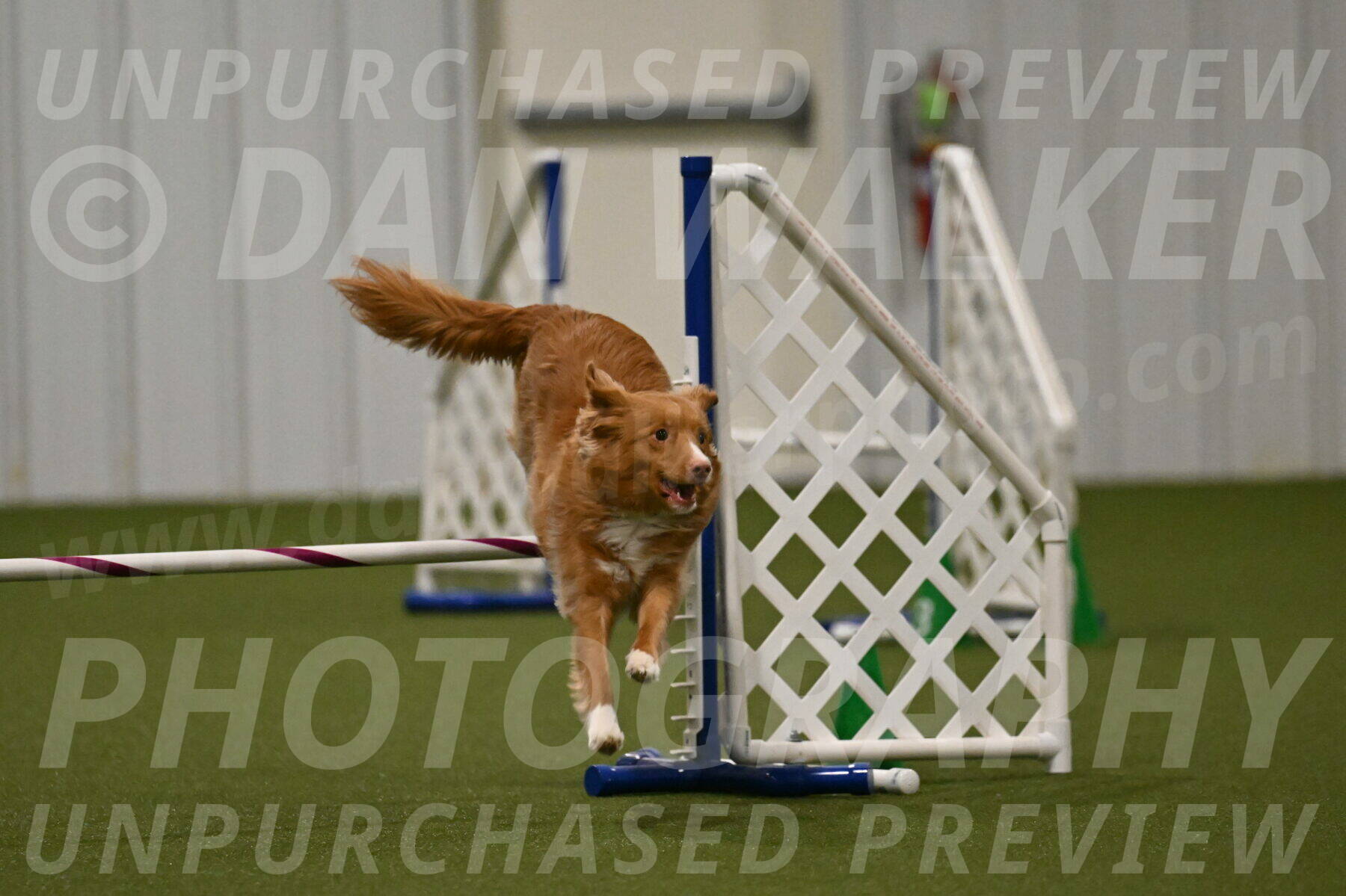 Basil-Cindy-Fink-02207