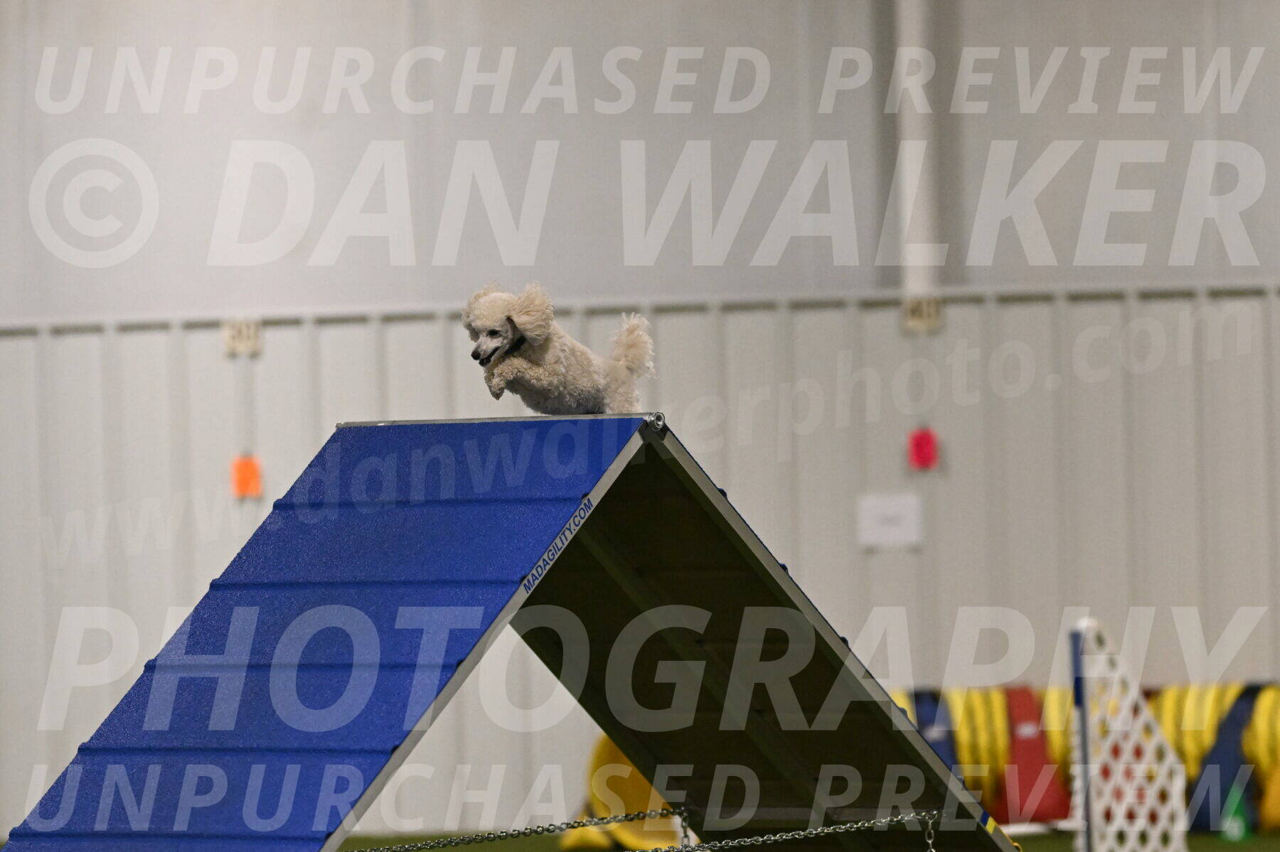 Beetle-Bug-Karen-A-Miller-12324