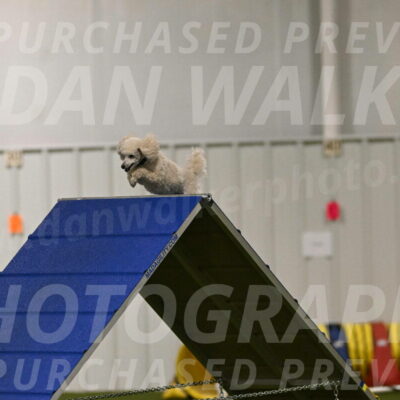 Beetle-Bug-Karen-A-Miller-12324