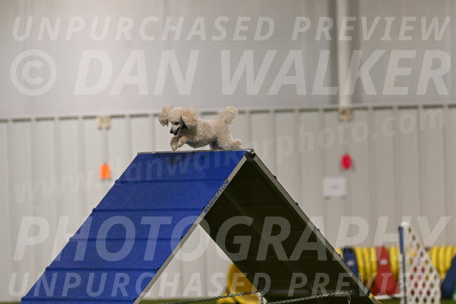 Beetle-Bug-Karen-A-Miller-12325