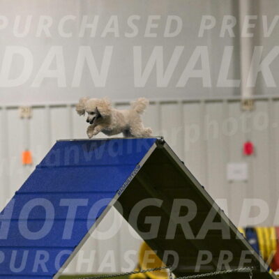 Beetle-Bug-Karen-A-Miller-12325